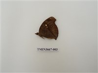 藏品(蛺蝶科(1))的圖片